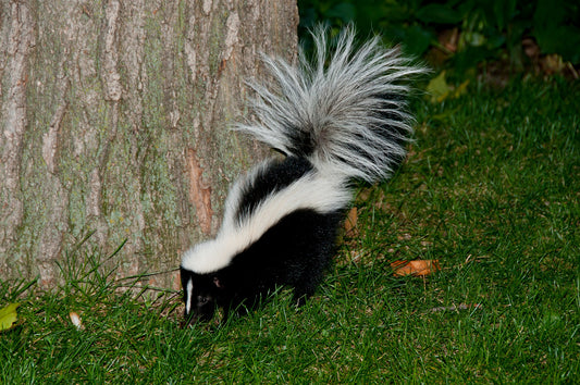 deodorize my house from skunk smell